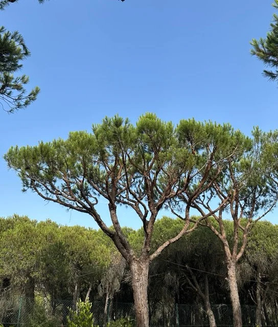 Pine Tree Maintenance — Gardening